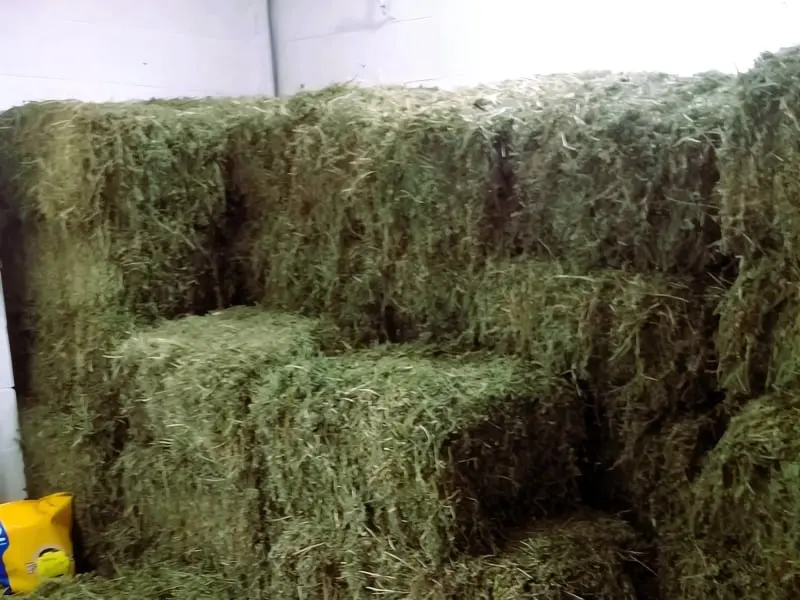 Forrajería Mis Cachorros